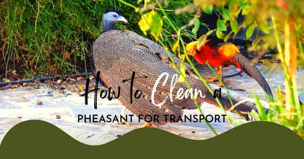 How to Clean A Pheasant for Transport