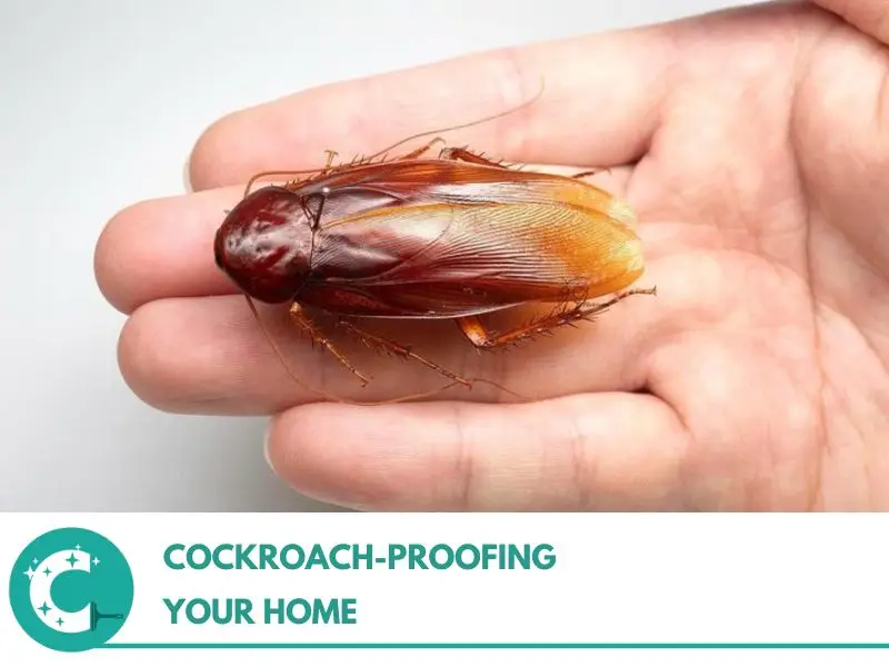 Cockroach Proofing Your Home