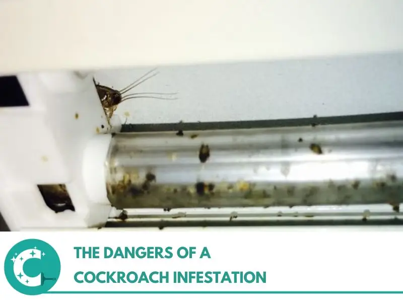 The Dangers of a Cockroach Infestation