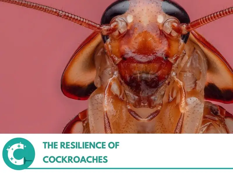 The Resilience of Cockroaches