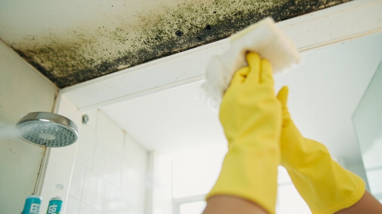 Person removing black mold from bathroom ceiling corner with bleach solution